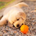 Is Fresh Food the Key to Your Golden Retrievers Best Health?