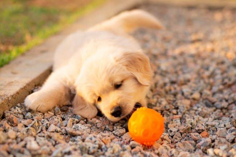 Is Fresh Food the Key to Your Golden Retrievers Best Health?