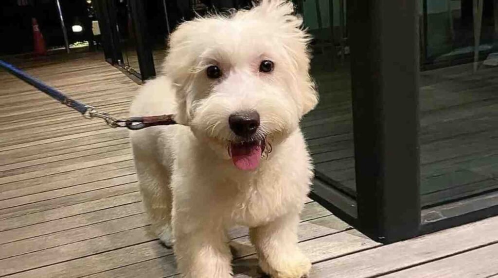 Why This Bichon Frise Golden Mix Will Steal Your Heart!