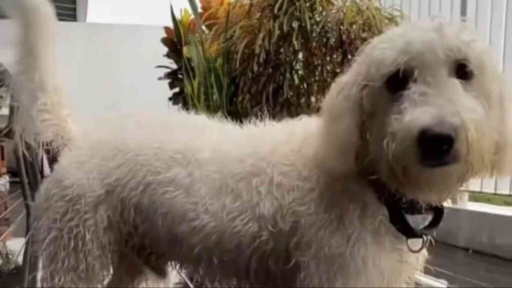 Why This Bichon Frise Golden Mix Will Steal Your Heart!