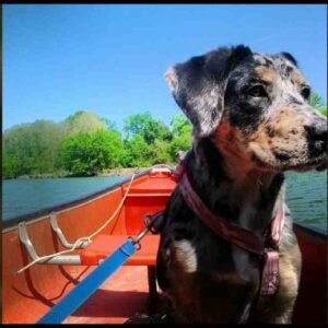 Blue Heeler Golden Retriever Mix – Must-Know Facts!