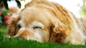 Golden Retrievers & Ichthyosis – Should You Be Worried?