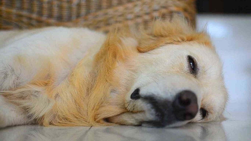 Golden Retrievers & Ichthyosis – Should You Be Worried?