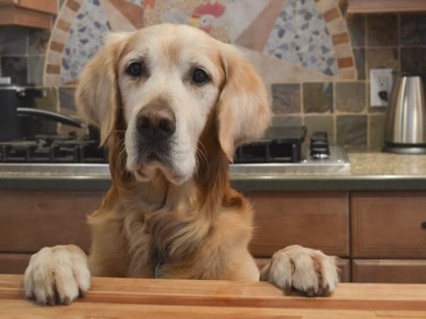 Golden Retriever Hip Dysplasia: Causes, Treatment and Cost